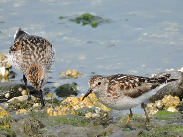 dunlin.jpg