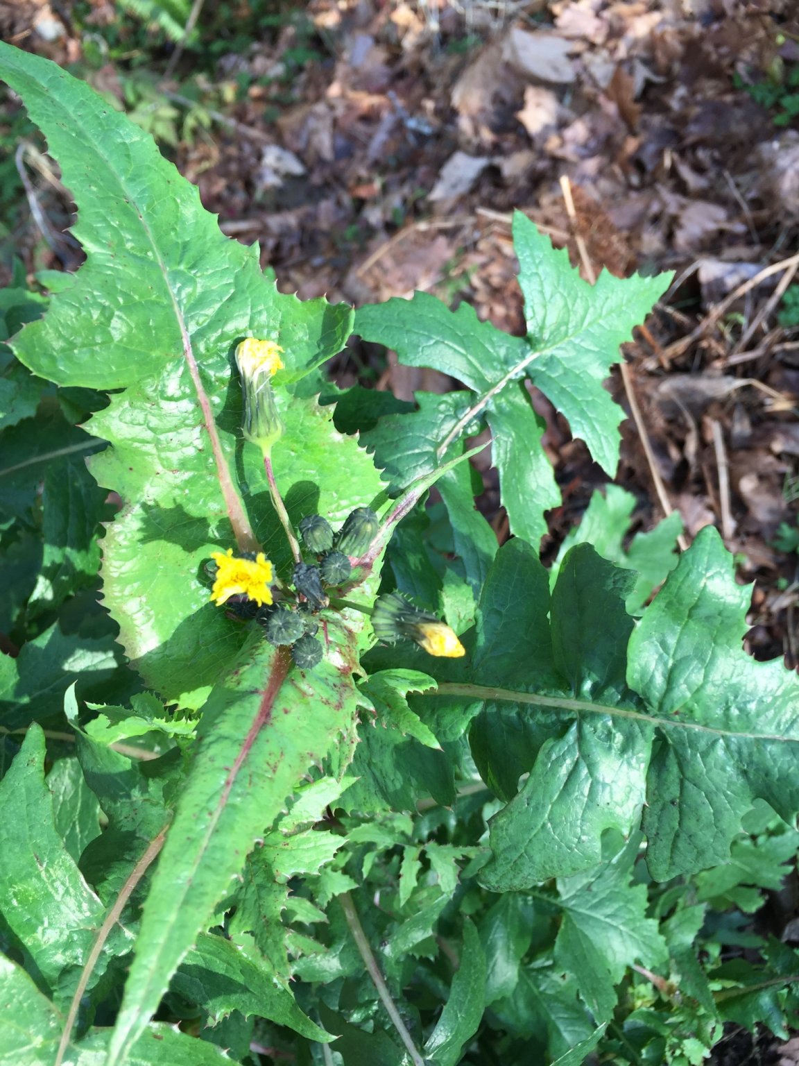 Tall Weed With Daisy Like Flowers