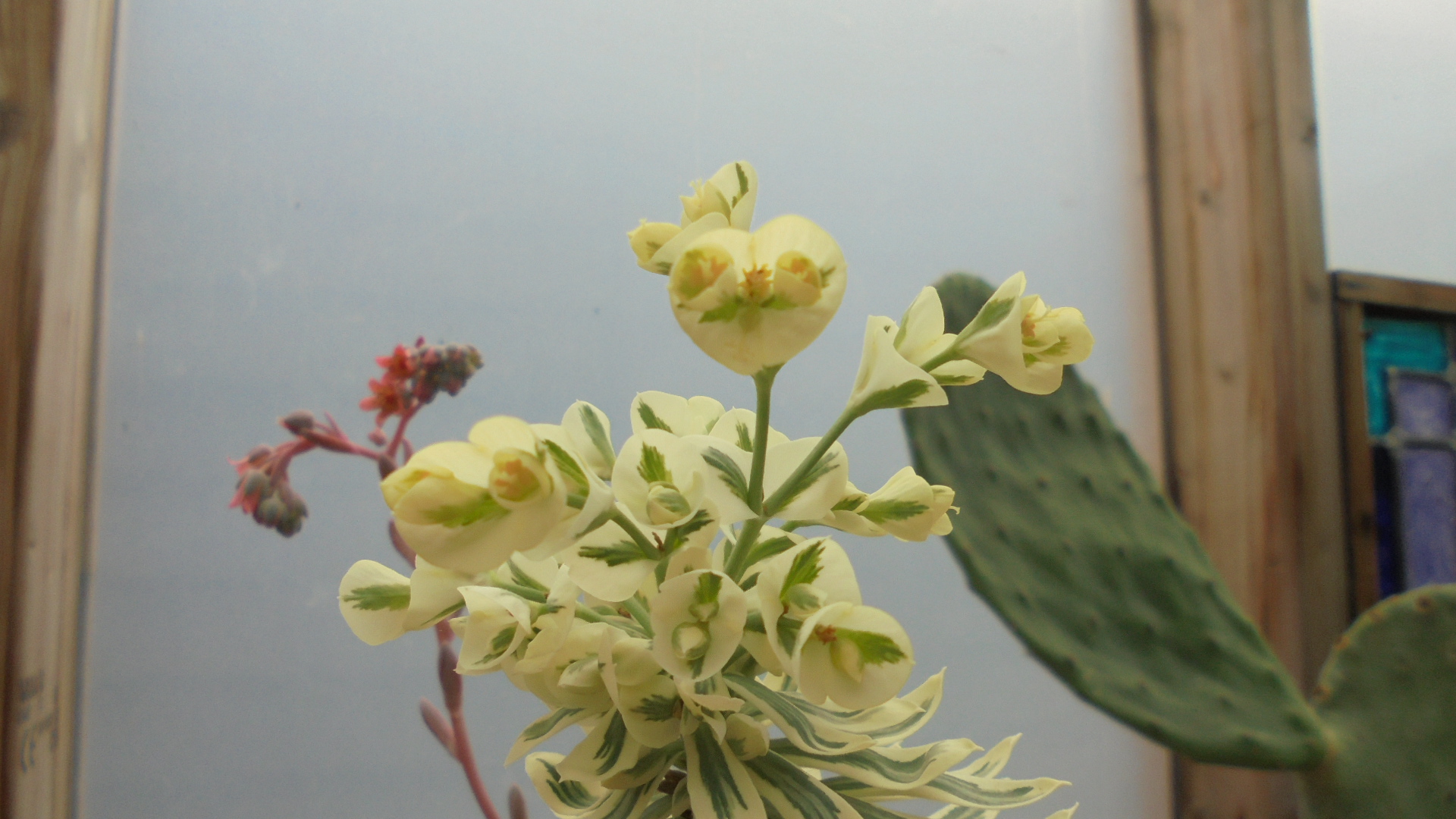 Euphorbia characias a.JPG