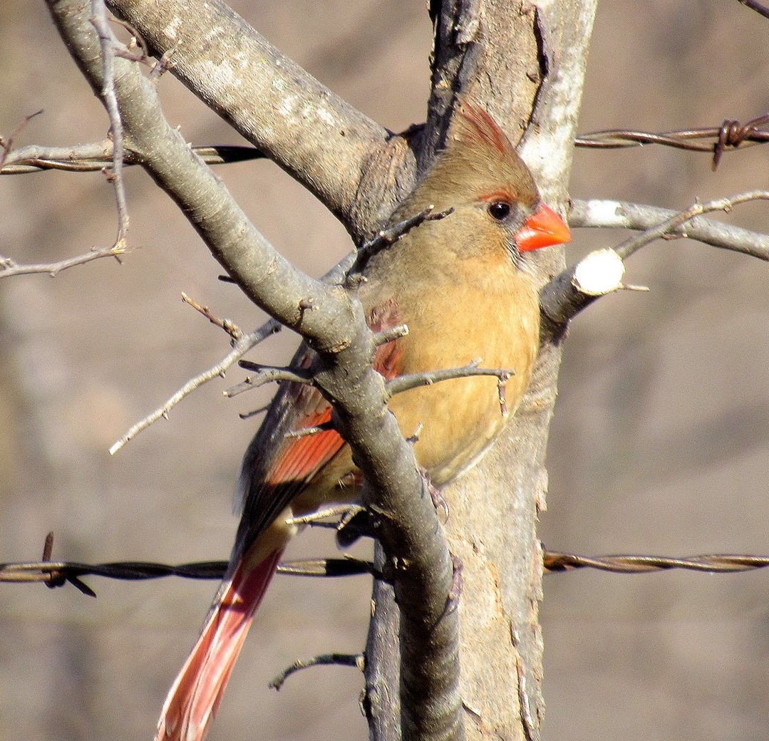 Female Cardinal.jpg