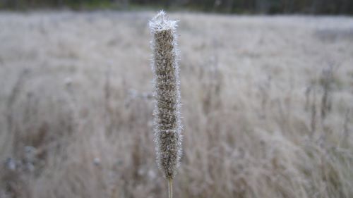 Frosty field.JPG