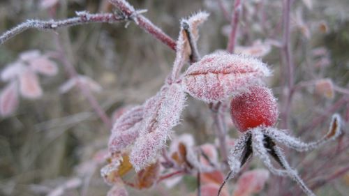 Frosty Rose hip.JPG