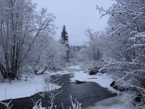 Frozen creek.jpg