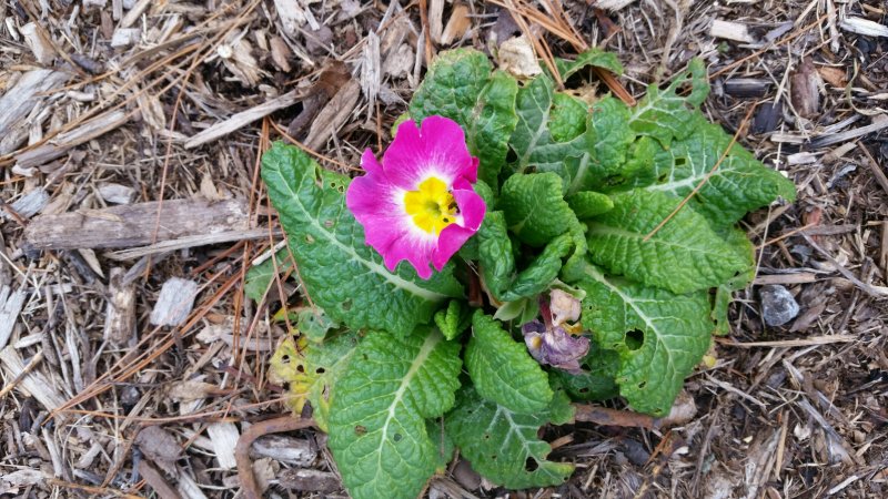 garden flowers1.jpg