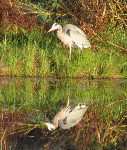 Heron reflection.jpg