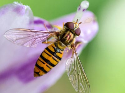 hoverfly.jpg