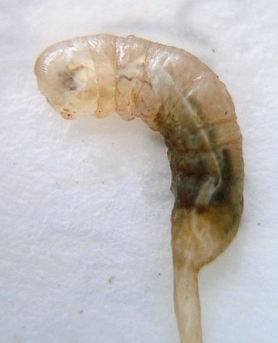 Hoverfly larvae - rat tail maggot.jpg