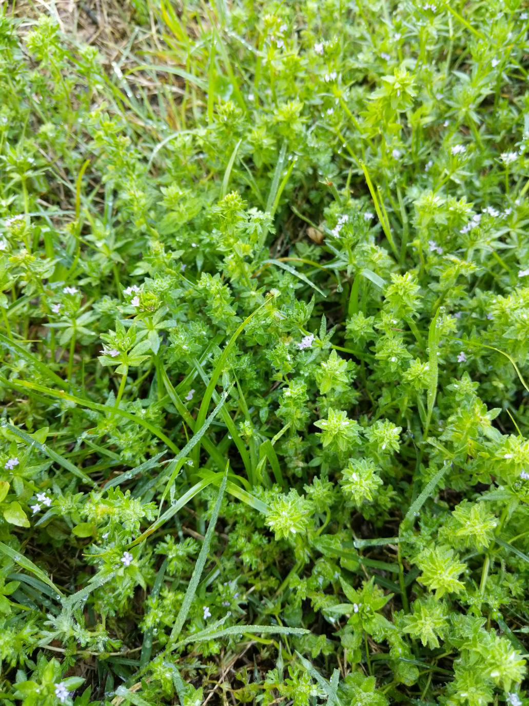 pictures-of-lawn-weeds-for-identification