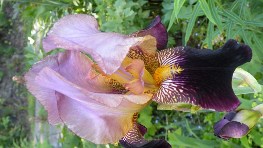 Iris 1.JPG