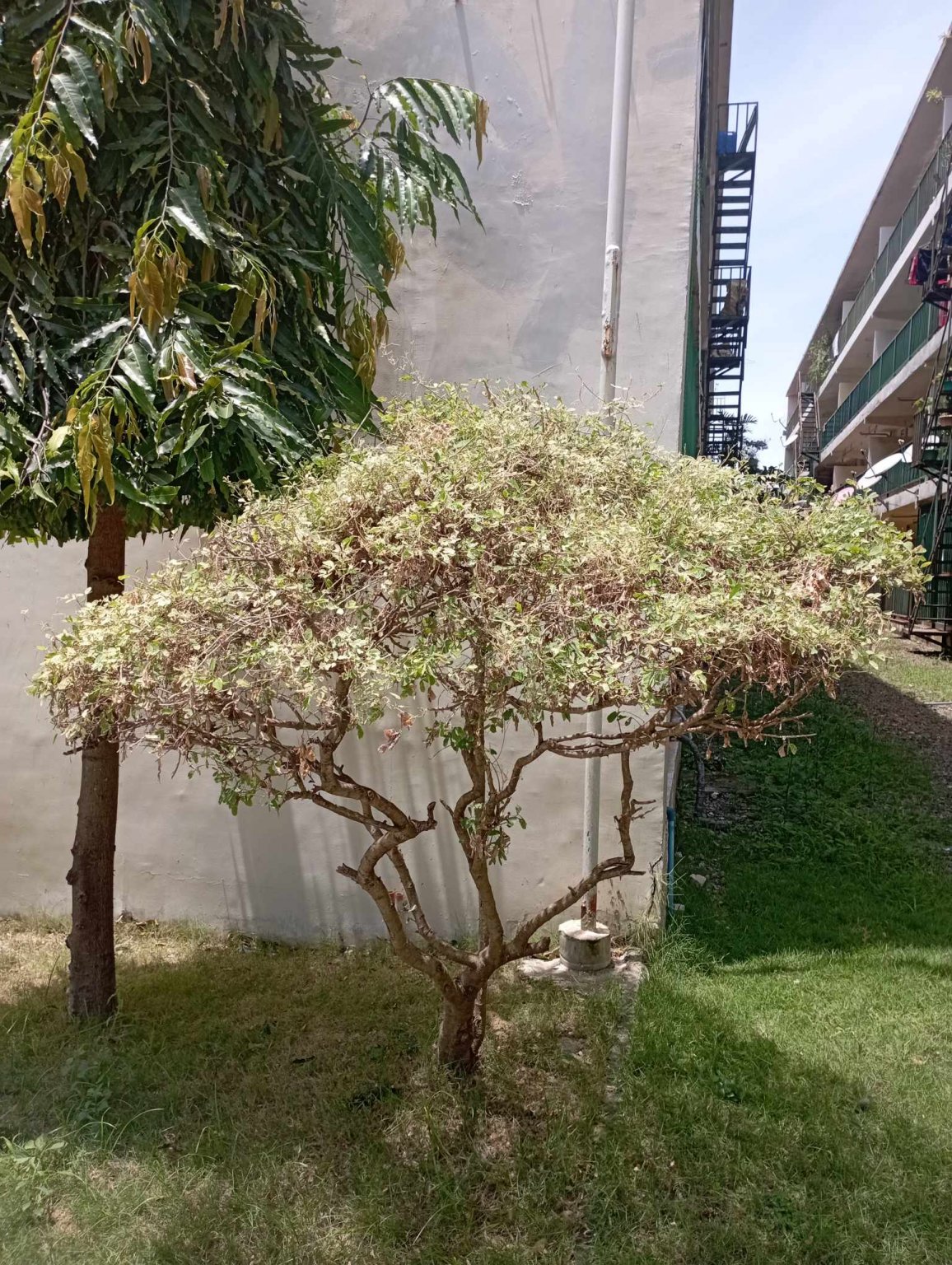 jenny butterfly bush.jpg