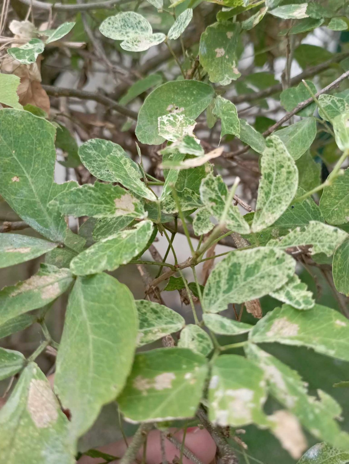 jenny butterfly bush leaves1.jpg