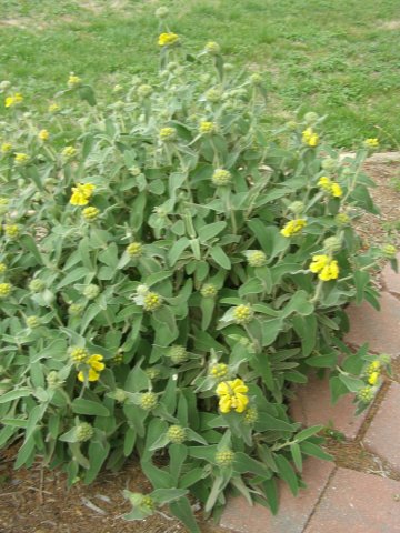 Jerusalem Sage bush.jpg