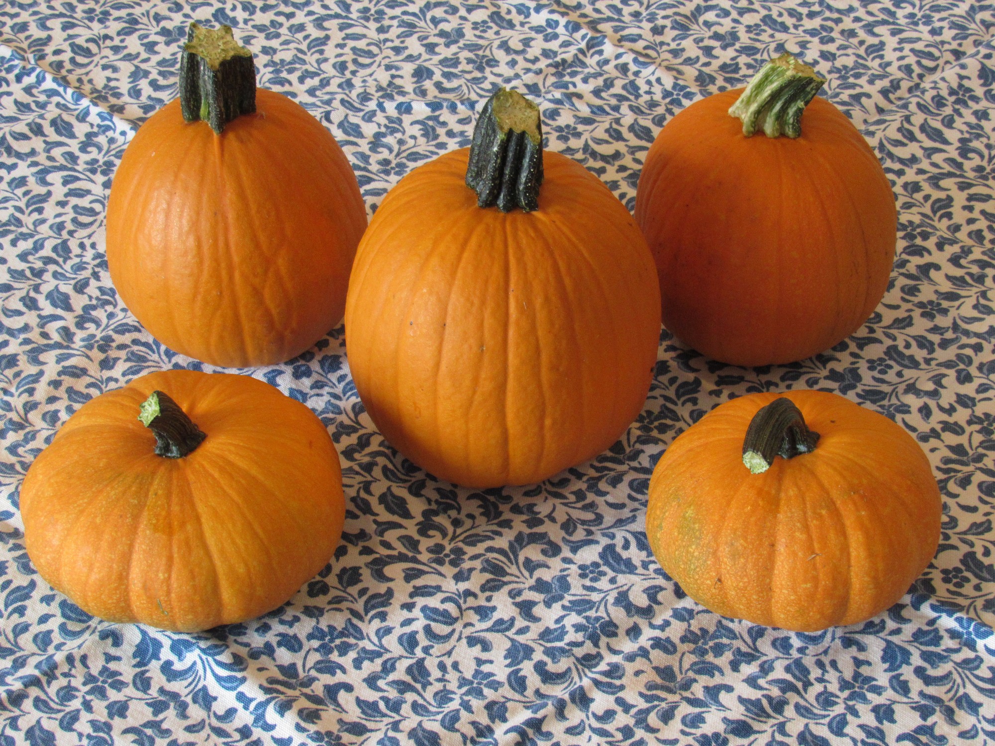 July pumpkins.jpg