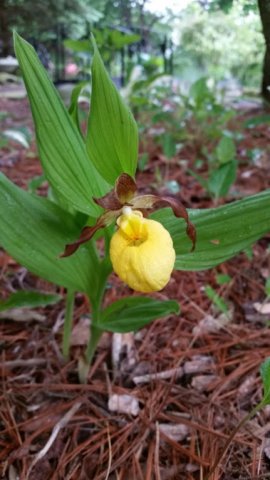 lady slipper.jpg