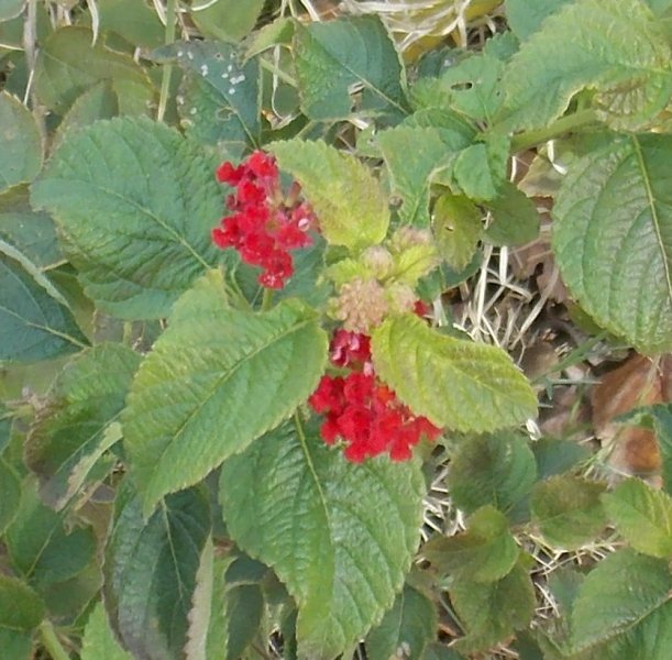 Lantana.JPG