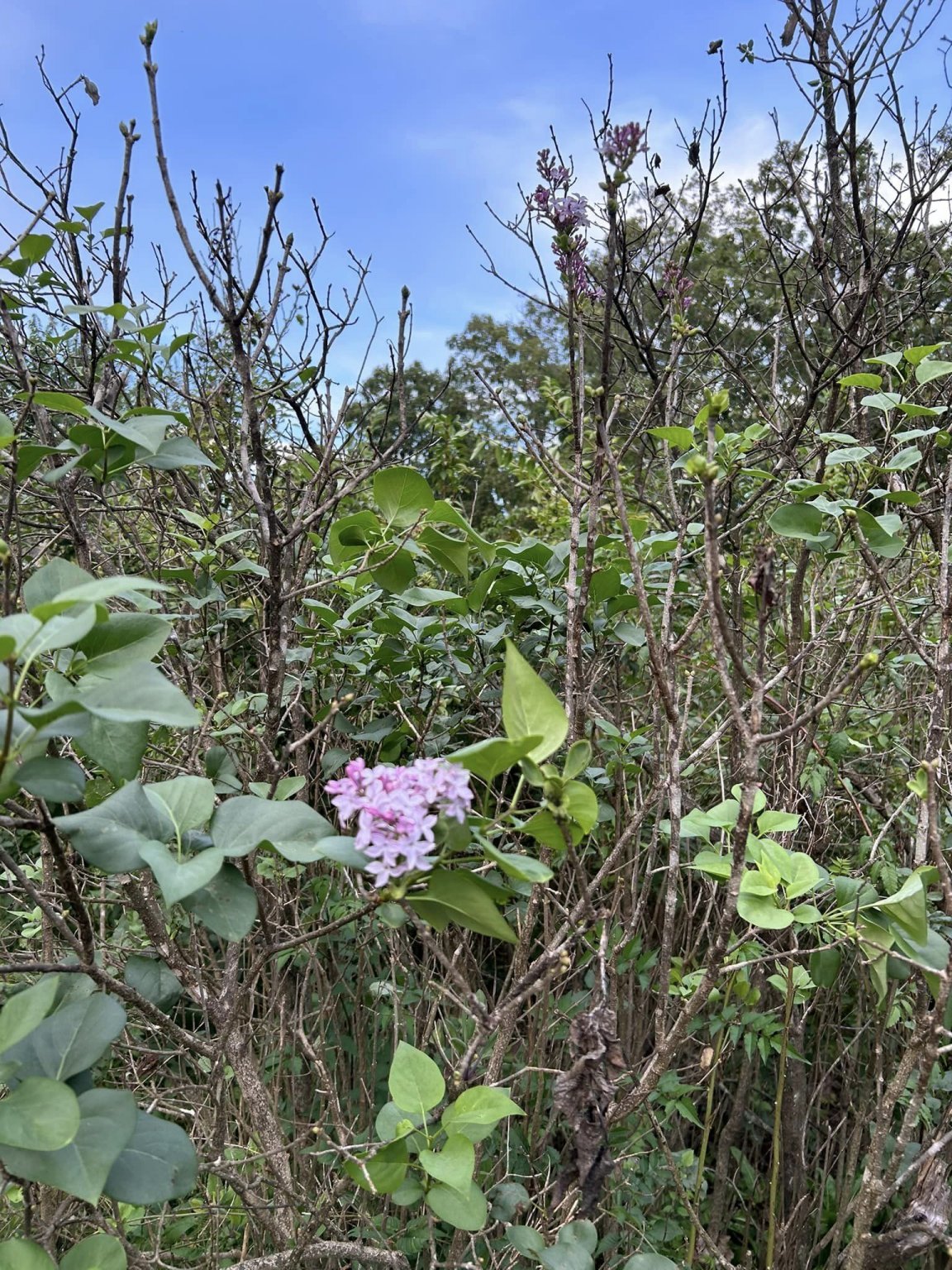 lilacs 9.21.24.jpg