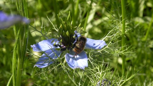 love in a mist Bumble.JPG