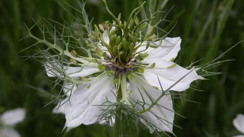 Love In A Mist.JPG