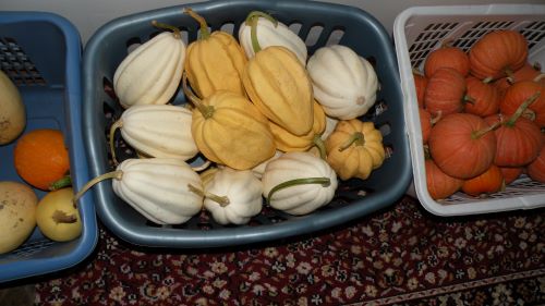 Mashed Potato and Sweet Potato squash.JPG