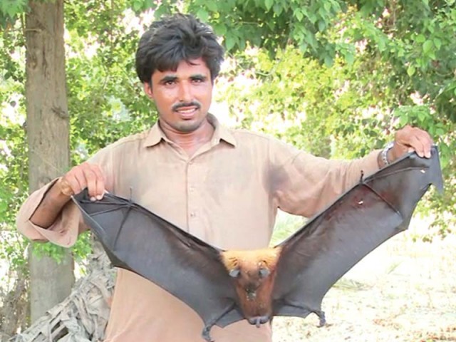 MegaBat.JPG