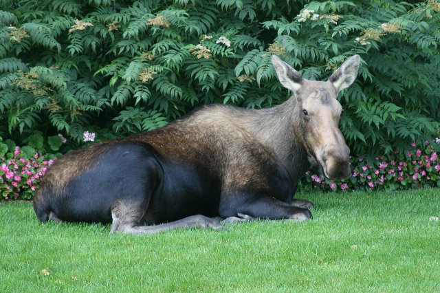 moose-462382_1280.jpg