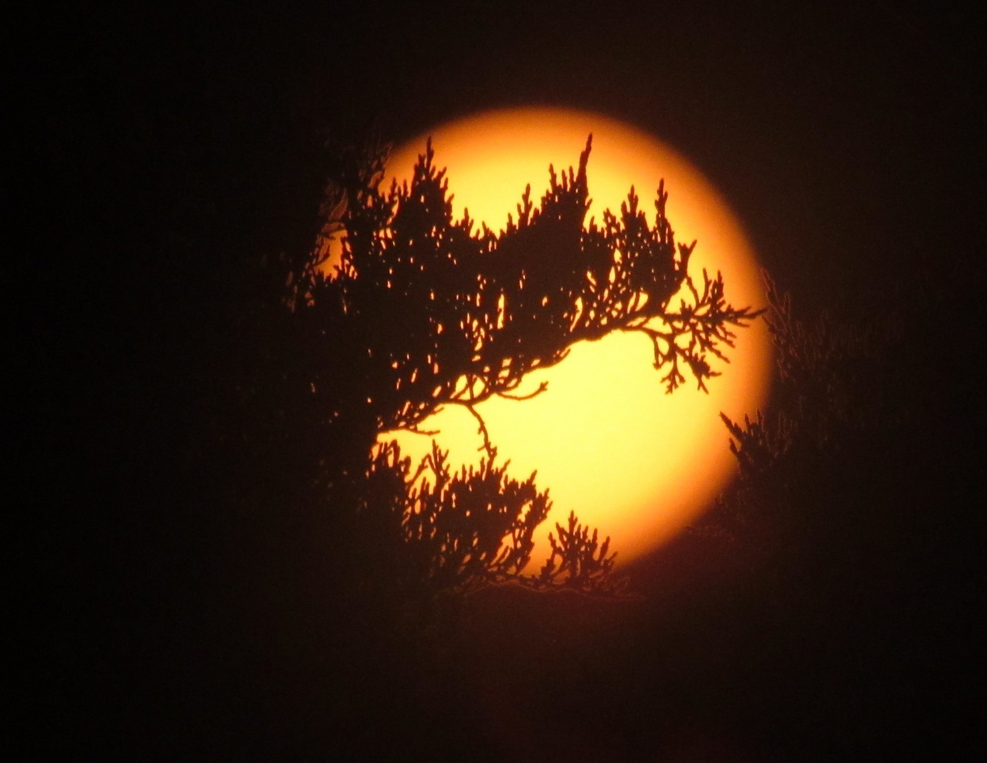 morning sun with tree.jpg