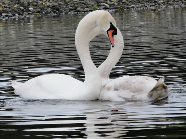 mute swans courting (2).JPG