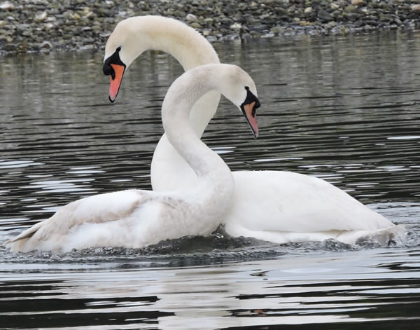 mute swans courting (3).JPG