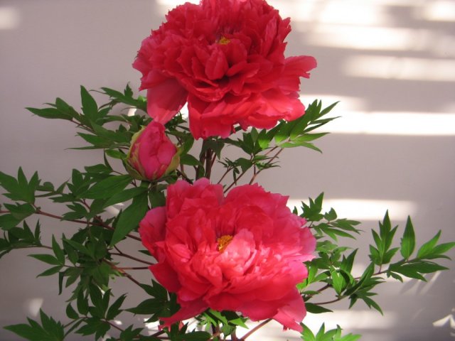 my peonies.jpg