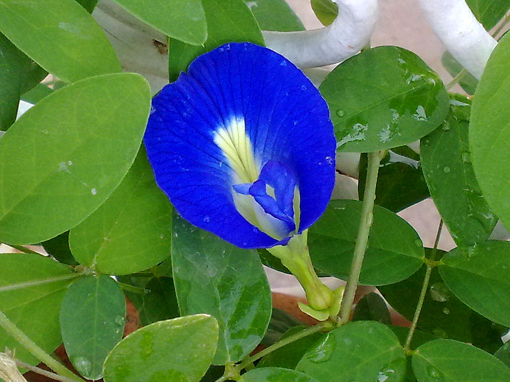 My Plants - Butterfly pea.jpg