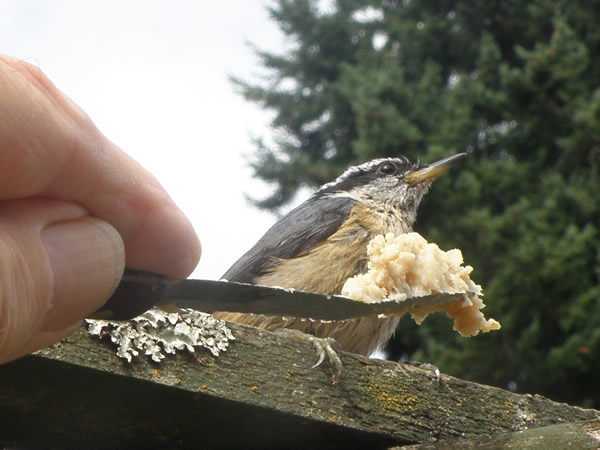 nuthatch.jpg