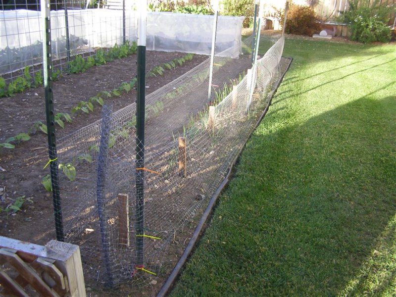 onion fence 001 (Medium).JPG