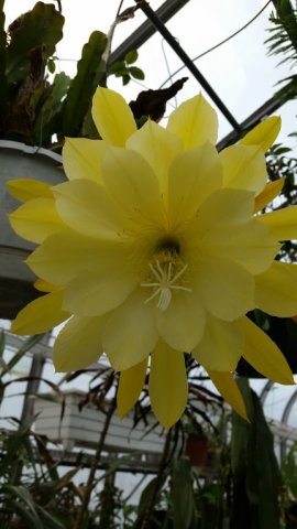 orchid cactus.jpg