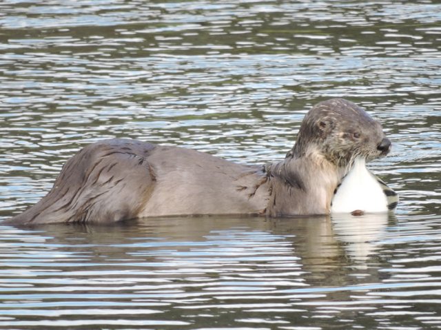 otter and Starry Flounder..JPG