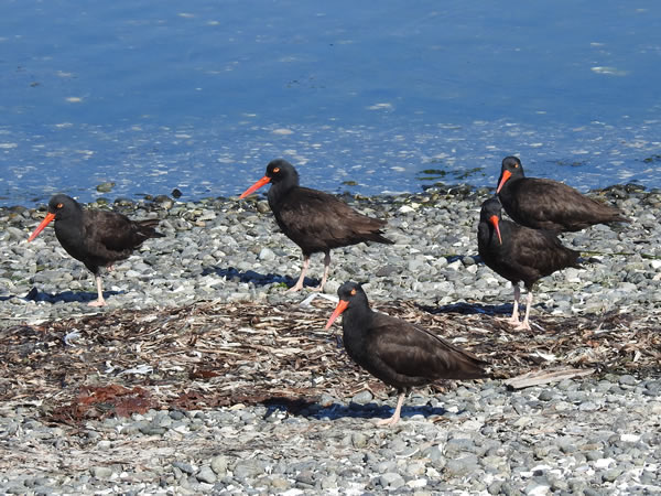 oyster catchers.jpg