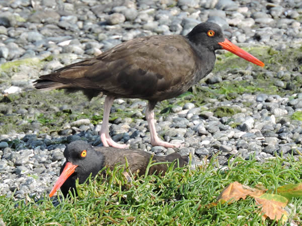 oystercatcher.jpg