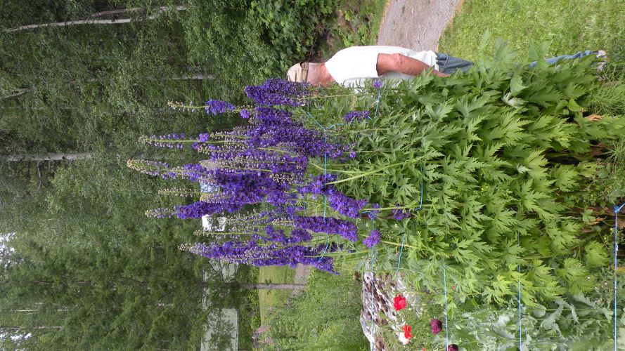 Pacific Giant Delphinium.JPG