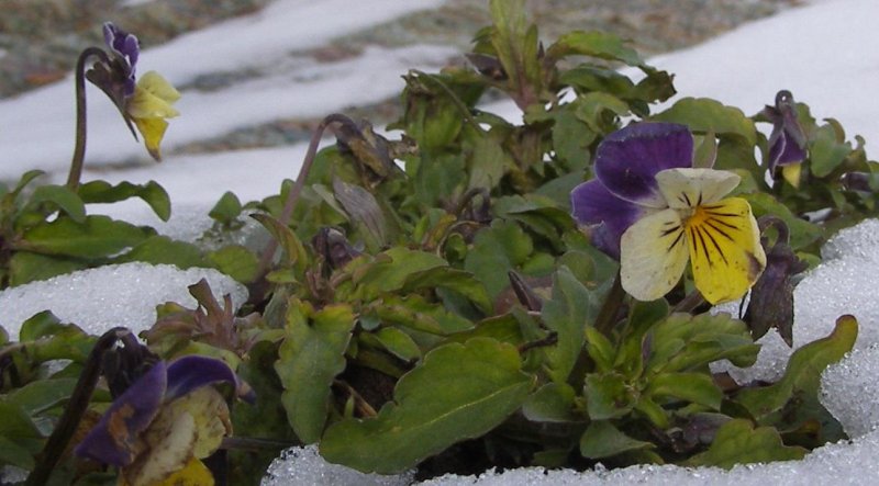 pansy in snow 002 (Medium).JPG