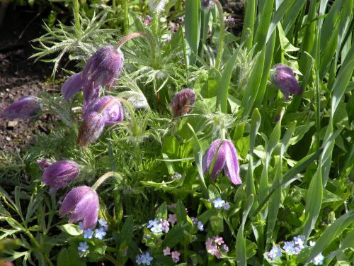 pasque flowers and forget me nots.JPG