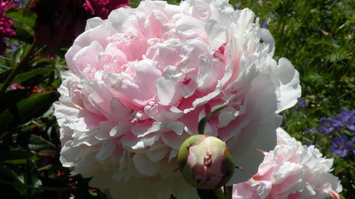 Peonies opened.JPG