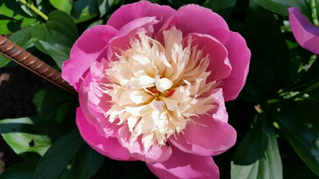 peony.jpg