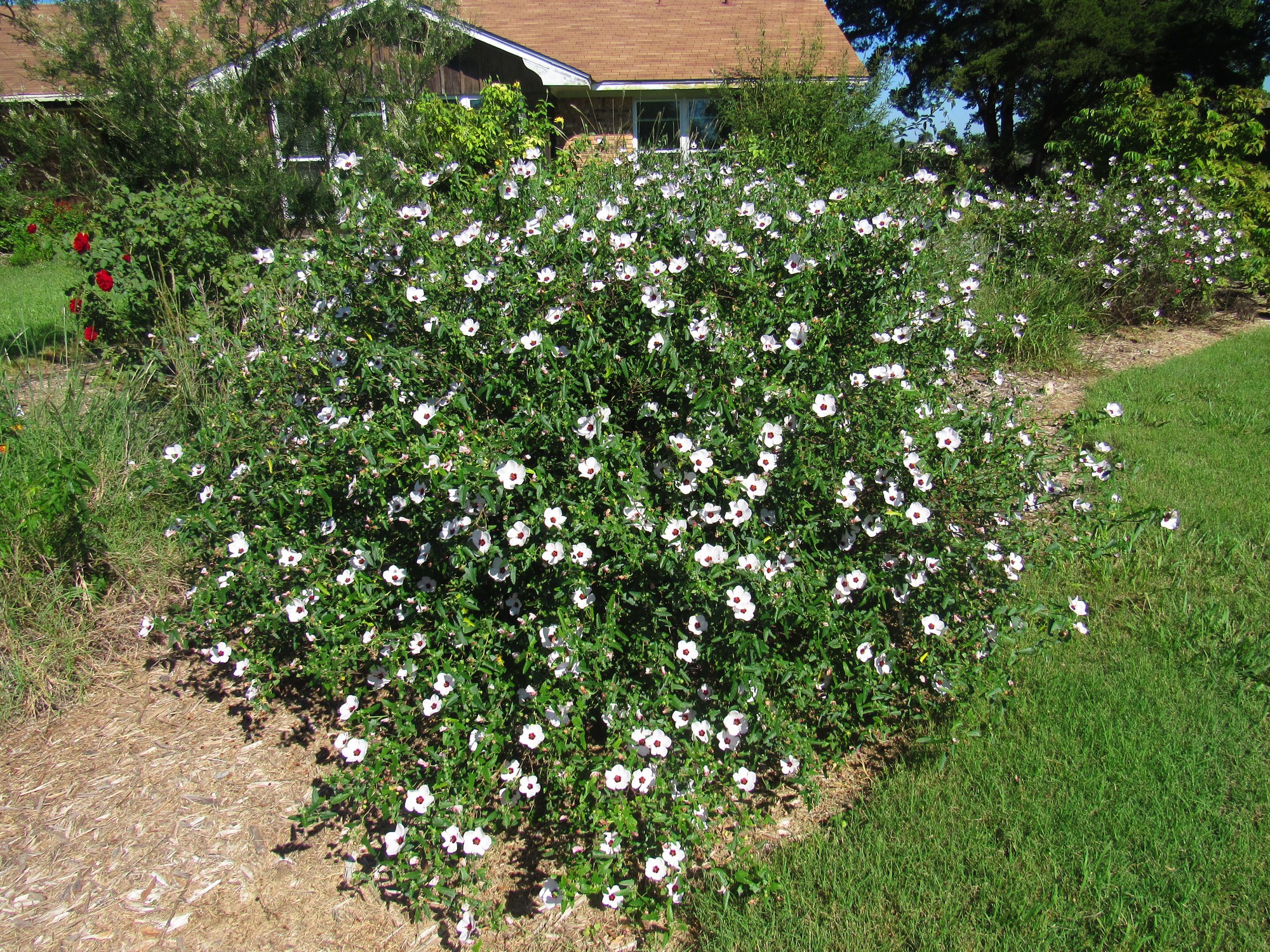 Peruvian Rock Rose (Pavonia peruviana).jpg