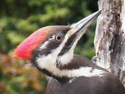 Pileated, female.jpg