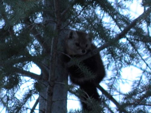 pine marten.JPG