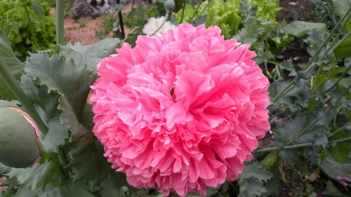 Pink Breadseed Poppy.JPG