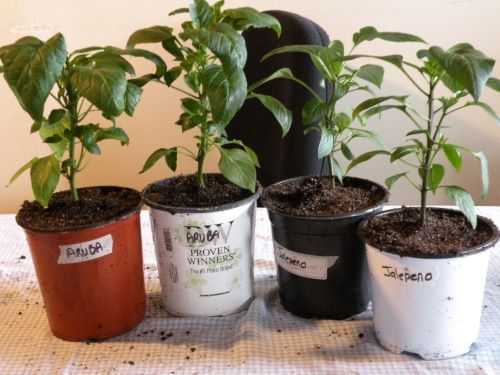 Potted up pinched once peppers.jpg