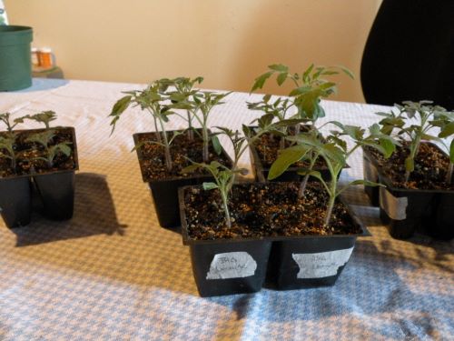 Potting up tomatoes 2024.jpg