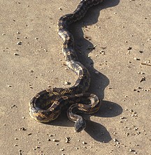 Rat Snake 1 (2).jpg