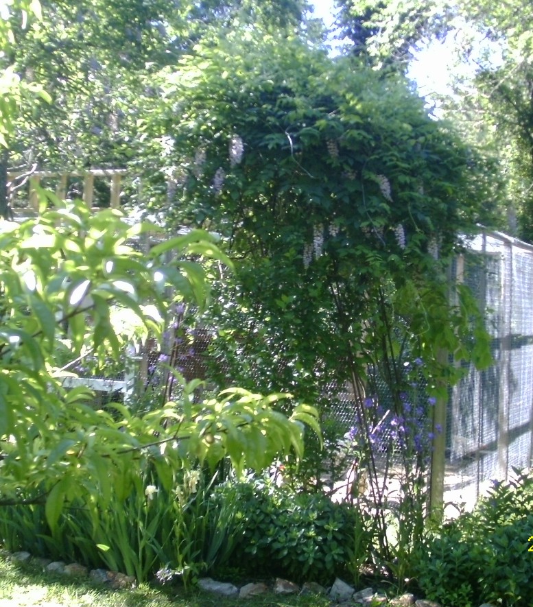 rebar arbor with wisteria.JPG