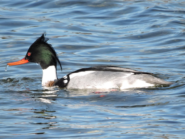 red-breasted merganser.jpg